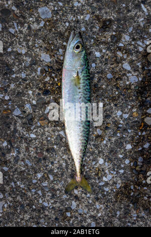 Le chinchard japonais pris dans la ville de Yokosuka, Kanagawa, Japon. Le chinchard se consomme cuit ou frit. Banque D'Images