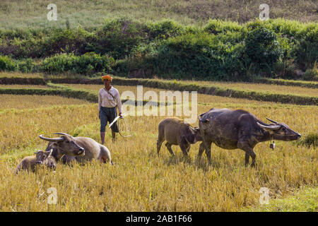 KALAW, MYANMAR - Décembre 07, 2016 : un fermier et Bufallos de l'état Shan au Myanmar (Birmanie) Banque D'Images