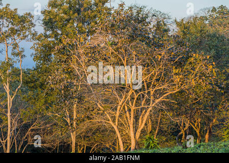 Les arbres de la forêt de la Réserve Naturelle du Volvan Mombacho Granada au Nicaragua Banque D'Images