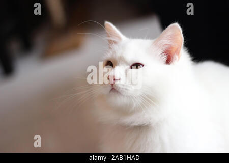 Animal Portrait d'un chat blanc jouant dans le salon accueil / Close up de beau et mignon chat Persan Blanc, selective focus Banque D'Images