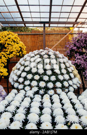 NOV 18, 2014 Okayama, Japon - Kiku Matsuri chrysanthèmes japonais fête des fleurs dans le parc Korakuen pendant la saison d'automne Banque D'Images