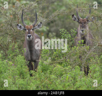 Deux hommes waterbuck (Kobus ellipsiprymnus). Parc National d'Arusha. Arusha, Tanzanie. Banque D'Images