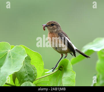 Une femme stonechat (Saxicola torquatus) avec une graisse Caterpillar dans son bec. . Parc National d'Arusha. Arusha, Tanzanie. Banque D'Images