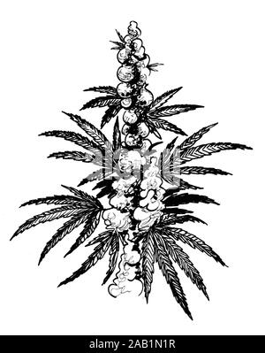 Plant de cannabis. Dessin noir et blanc Encre Banque D'Images