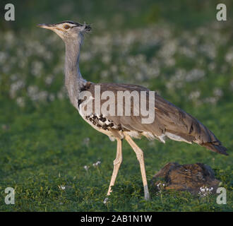 Une outarde Kori (Ardeotis kori). Sinya Wildlife Management Area, Tanzanie. Banque D'Images
