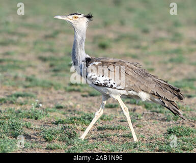 Une outarde Kori (Ardeotis kori). Sinya Wildlife Management Area, Tanzanie. Banque D'Images