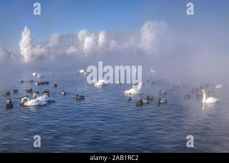 Paysage d'hiver incroyable avec des cygnes et canards dans le lac, les arbres blancs dans le givre et le brouillard intense sous le soleil d'frosty matin contre un ciel bleu. L'Altaï, Banque D'Images