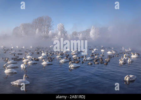 Paysage d'hiver incroyable avec des cygnes et canards dans le lac, les arbres blancs dans le givre et le brouillard intense sous le soleil d'frosty matin contre un ciel bleu. L'Altaï, Banque D'Images