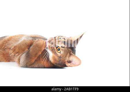 Portrait de chat abyssin chic isolé sur blanc, un espace réservé au texte Banque D'Images