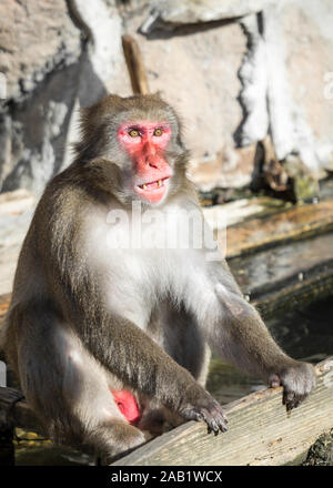 Smiling et assis face rouge singe macaque japonais Banque D'Images