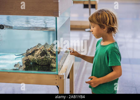 Petit enfant garçon admirer grandes tortues terrarium dans à travers la vitre Banque D'Images