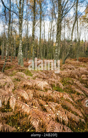 Sottish une forêt en automne avec toutes les fougères brunir Banque D'Images
