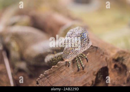 Gros lézard iguane en terrarium - animal fond Banque D'Images