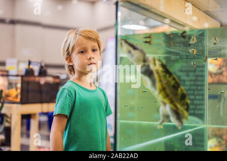 Petit enfant garçon admirer grandes tortues terrarium dans à travers la vitre Banque D'Images