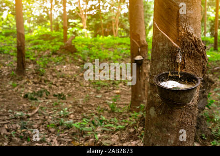 Plantation d'hévéa. La récolte du latex dans le jardin d'hévéa en Thaïlande. Le latex naturel extrait de para usine de caoutchouc. Recueillir le latex dans du plastique Banque D'Images