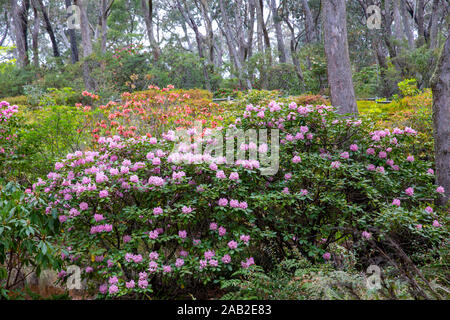 Blue Mountains Blackheath nouveau Campbells Rhododendron jardin en été, Australie Banque D'Images