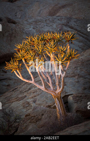 Quiver Tree unique (Aloidendron dichotomum) issues d'une roche à Blutkuppe, désert du Namib, Namibie Banque D'Images