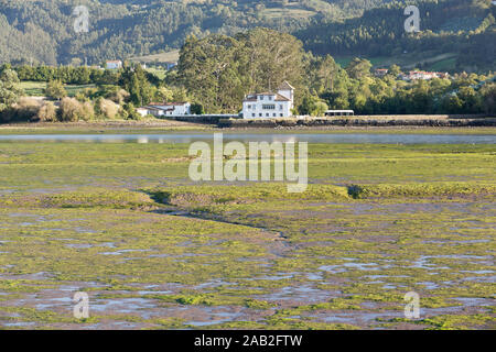 L'estuaire de Villaviciosa est un estuaire naturel situé dans la Principauté des Asturies, plus précisément dans la municipalité de Villaviciosa. Il s'écoule dans Banque D'Images