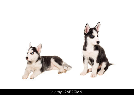 Deux chiots race les Huskies isolé sur fond blanc Banque D'Images