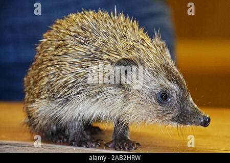 Hérisson d'Europe occidentale, Erinaceus europaeus, Prostejov, République tchèque, le vendredi 22 novembre, 2019. (CTK Photo/Jana Zaoralkova) Banque D'Images