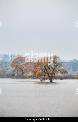 Arbres aux couleurs de l'automne dans les eaux de crue de la rivière Severn, Angleterre Banque D'Images