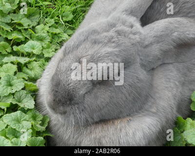 Lapin géant flamand Banque D'Images