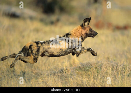 Afrikanischer Wildhund oder Hyaenenhund (Lycaon pictus) jeu africain chien ou Hyaene Banque D'Images