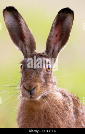 Feldhase auf Wiese, Lepus europaeus Banque D'Images