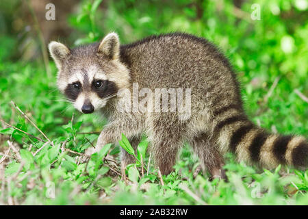 Saeugetiere Waschbaer Tiere,,,, le raton laveur Procyon lotor, Florida, USA, United, L Banque D'Images