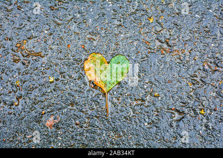 Seul tombé bouleau jaune-vert des feuilles en forme de cœur sur l'asphalte sombre humide. L'amour à automne fond Banque D'Images