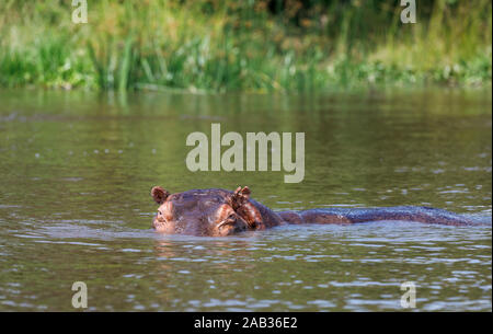 La tête et les yeux d'un Hippopotame (Hippopotamus amphibius) sortant de l'eau dans le Nil Victoria, au nord ouest de l'Ouganda Banque D'Images