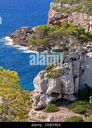 Pine Tree sur un rocher à Cala de s' Almonia, parc naturel du Cap de ses Salines, Cala Llombards, Majorque, îles Baléares, Espagne Banque D'Images