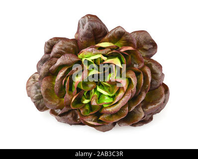 Variété de laitue 'feuille de chêne', ensemble avec des gouttelettes d'eau. Laitue rouge frais isolé sur fond blanc Banque D'Images