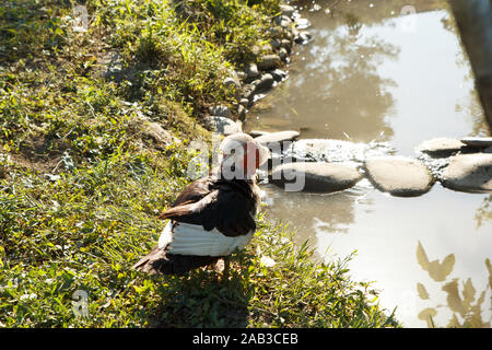 Canard nettoyant ses plumes près de l'eau. Ferme avicole. La vie rurale. Banque D'Images