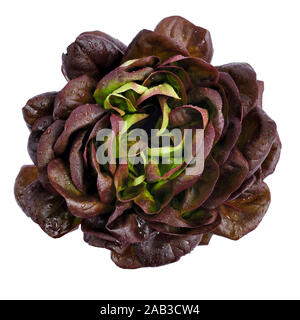 Variété de laitue 'feuille de chêne', ensemble avec des gouttelettes d'eau. Laitue rouge frais isolé sur fond blanc. Vue d'en haut Banque D'Images