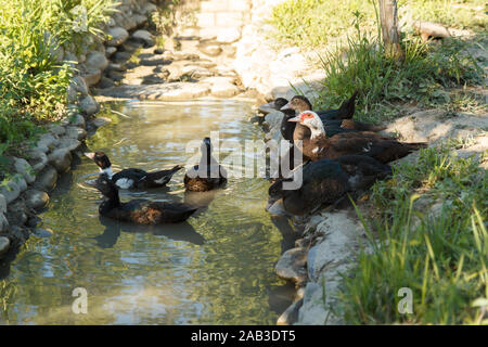 Canards entrant dans la rivière. Canards nageurs. Ferme avicole. La vie rurale. Banque D'Images