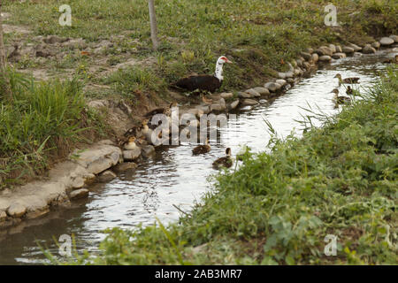 Mère canard avec canetons de natation sur prairie verte. La vie rurale. Élevage de volaille. Banque D'Images