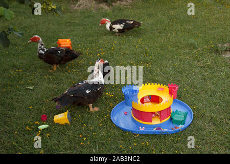 Quelques canards et jouets colorés en plastique brillant sur prairie d'herbe verte. Ferme avicole. La vie rurale Banque D'Images