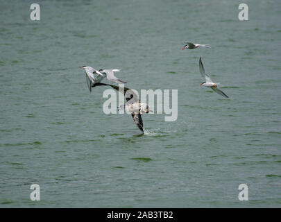 Moindre Goéland noir ; Larus fuscus, sont pourchassés par la sterne pierregarin, Sterna hirundo, Preston, Lancashire, UK Docks Banque D'Images