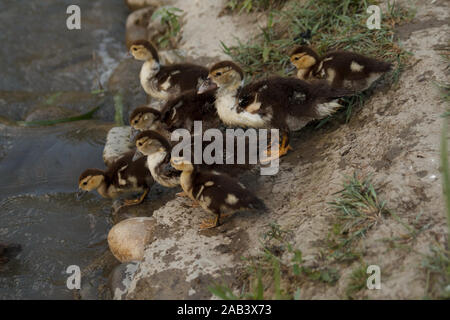 Petits conduits allant dans l'eau pour nager. Élevage de volaille. La vie rurale. Banque D'Images