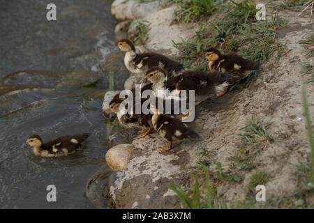 Petits conduits allant dans l'eau pour nager. Élevage de volaille. La vie rurale. Banque D'Images