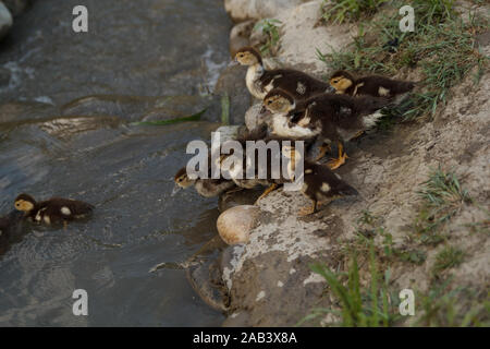 Petits conduits allant dans l'eau pour nager. Élevage de volaille. La vie rurale. Banque D'Images