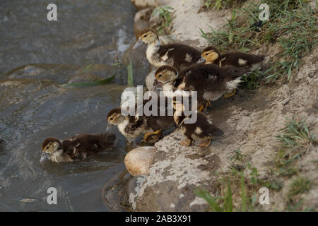 Petits conduits allant dans l'eau pour nager. Élevage de volaille. La vie rurale. Banque D'Images