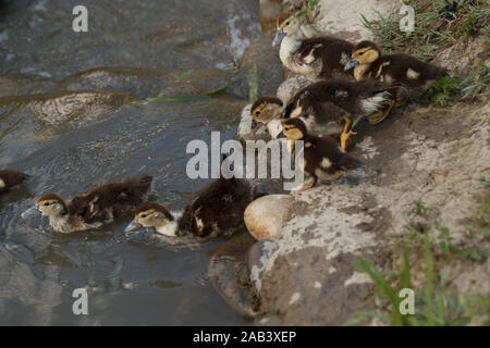 Petits conduits allant dans l'eau pour nager. Élevage de volaille. La vie rurale. Banque D'Images