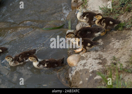 Petits conduits allant dans l'eau pour nager. Élevage de volaille. La vie rurale. Banque D'Images