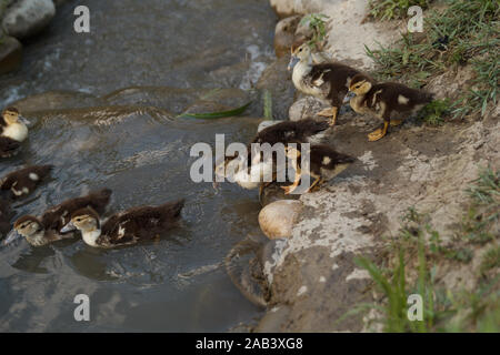 Petits conduits allant dans l'eau pour nager. Élevage de volaille. La vie rurale. Banque D'Images