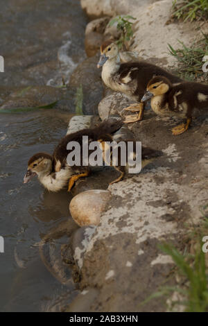 Petits conduits allant dans l'eau pour nager. Élevage de volaille. La vie rurale. Banque D'Images