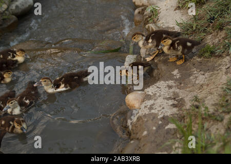 Petits conduits allant dans l'eau pour nager. Élevage de volaille. La vie rurale. Banque D'Images