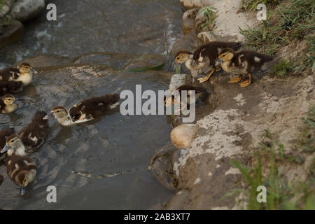 Petits conduits allant dans l'eau pour nager. Élevage de volaille. La vie rurale. Banque D'Images