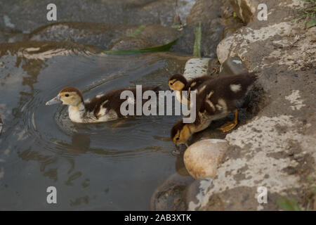 Petits conduits allant dans l'eau pour nager. Élevage de volaille. La vie rurale. Banque D'Images